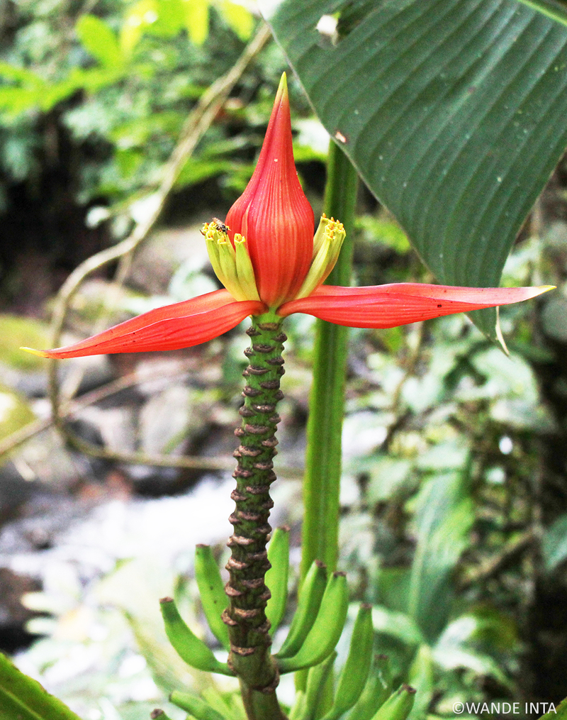 A rare banana species found in Northern Thaiand. (Image: Wande Inta)